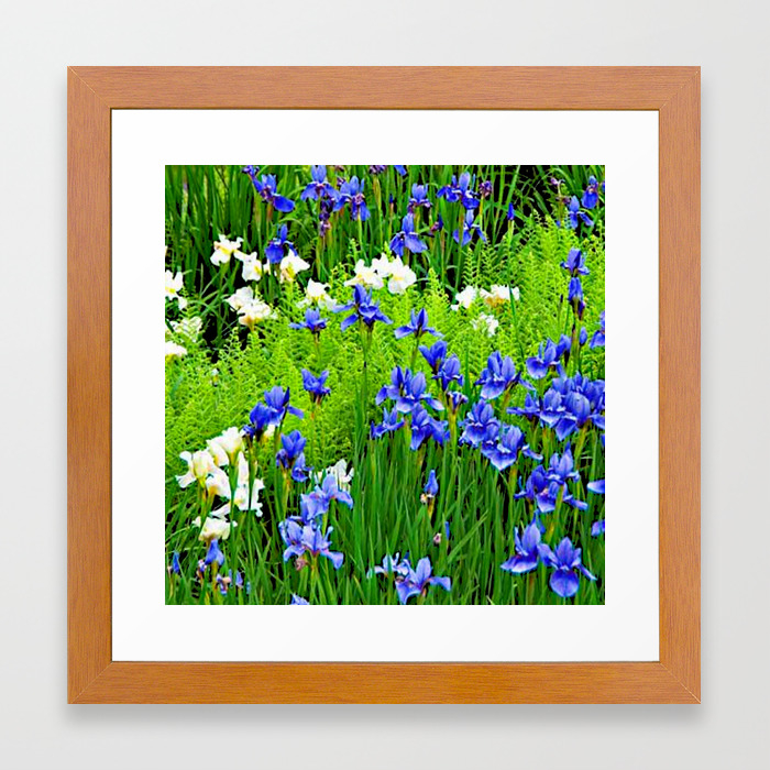 Blue White Iris Flower Garden Framed Art Print By Sharlesart