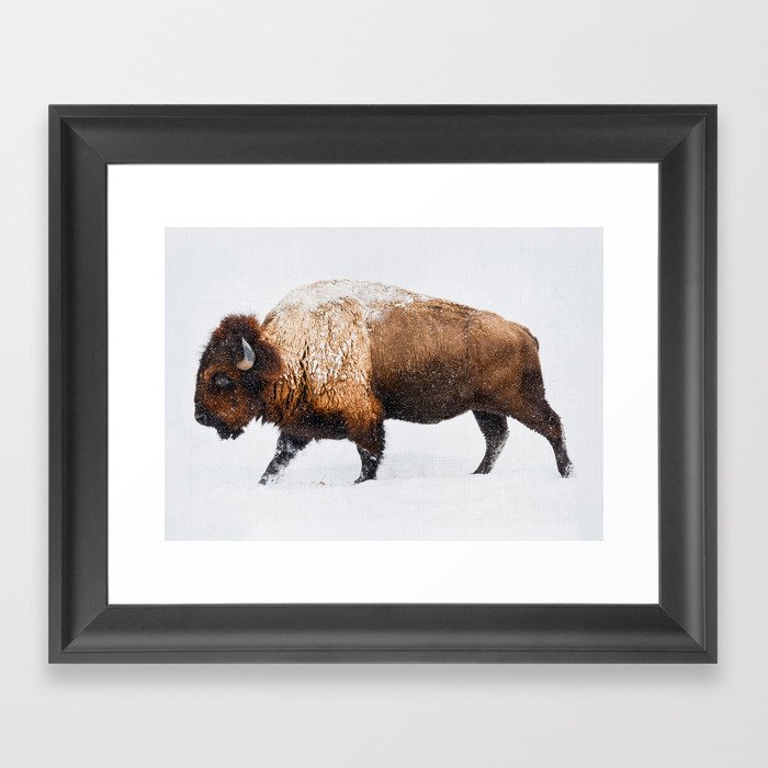 Buffalo In The Snow Framed Art Print by Gal Design | Society6