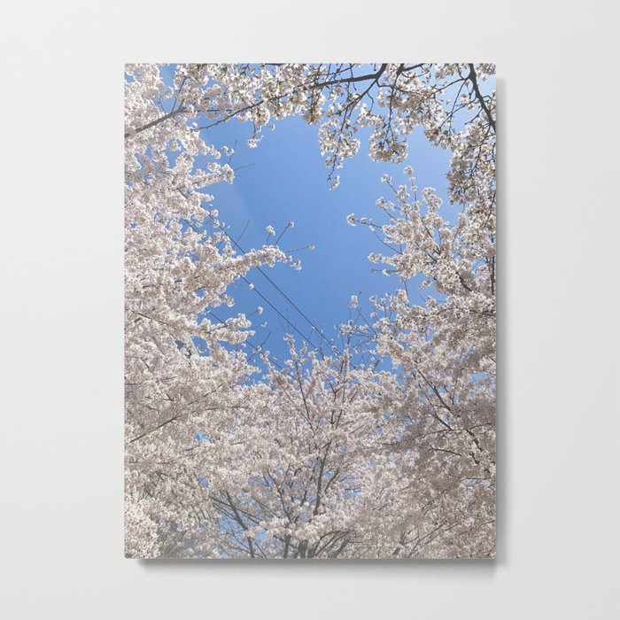 Pink Cherry Blossom Metal Print