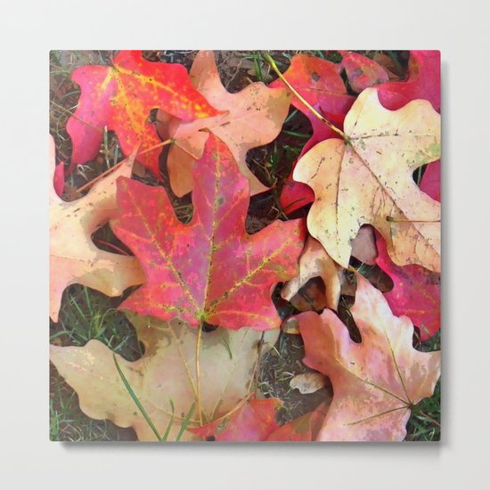 Maple Leaves in Fall Metal Print
