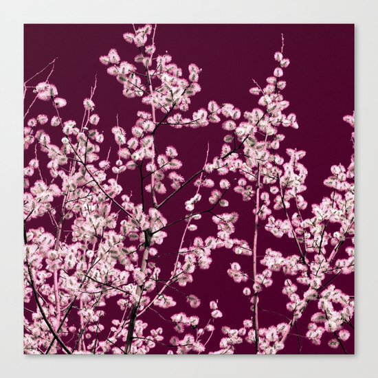 willow catkin III Canvas Print