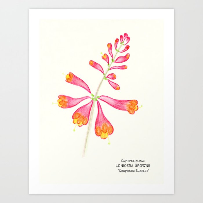 Botanical Sketches 1: Trumpet Honeysuckle Art Print