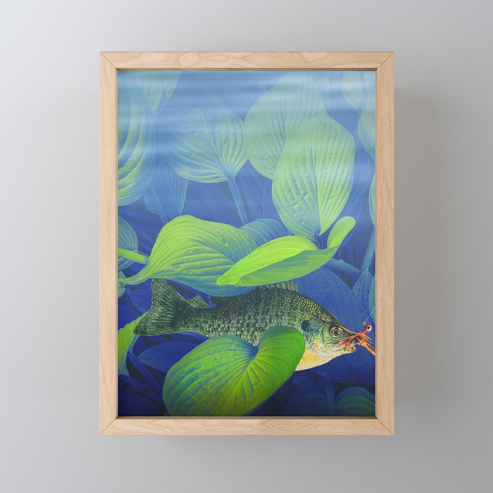 Bluegill Sunfish hooked with a jig lure underwater among green foliage Framed Mini Art Print