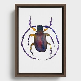 beetle bug insect Framed Canvas