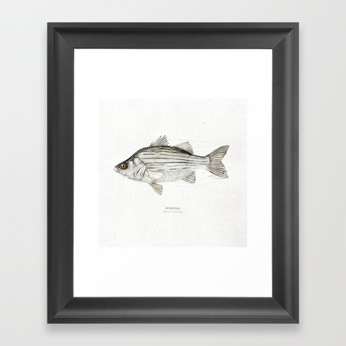 White bass scientific illustration art print Framed Art Print