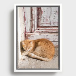 Cute Cat in Anafiotika Athens #1 #wall #art #society6 Framed Canvas