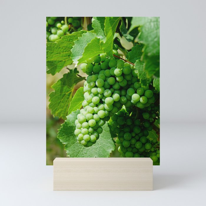 Riesling grapes in Alsace, France Mini Art Print