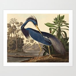 John James Audubon - Louisiana Heron Art Print