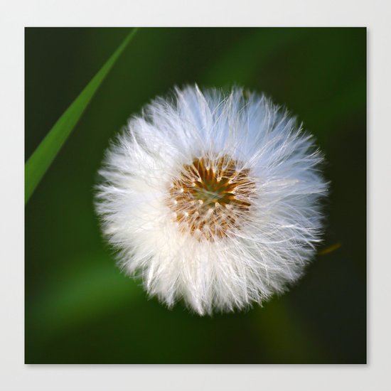 Softness Dandelion Canvas Print