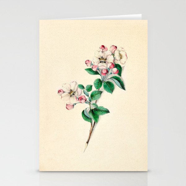  Wild rose by Clarissa Munger Badger, 1859 (benefitting The Nature Conservancy) Stationery Cards