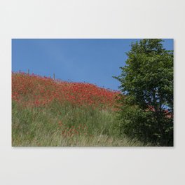 Poppy field Canvas Print