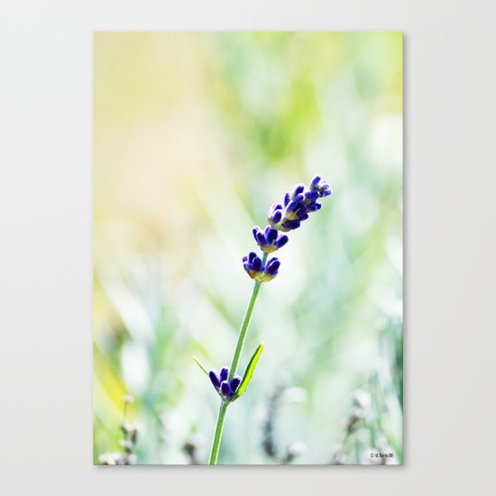 Intensity Canvas Print
