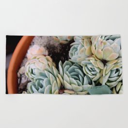 California Potted Succulents Beach Towel