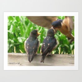 The Adult Barn Swallow Arrives with Lunch for One Art Print | Babies, Brown, Outdoors, Mccombie, Chicks, Wildlife, Black, Blue, Summer, Feeding 