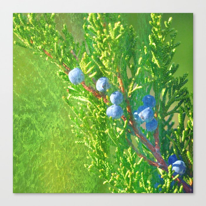 sunlight juniper painted impressionism style Canvas Print