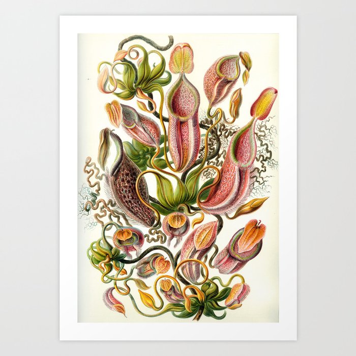 Ernst Haeckel Art Forms In Nature Nepenthaceae 1904 Art Print By Squareplanetdesigns Society6