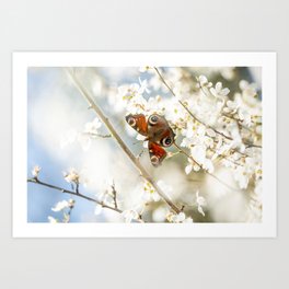 Peacock Butterfly Perching on Cherry Blossoms Art Print