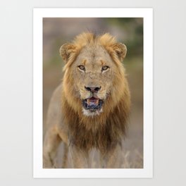 Male Lion photo 2 Art Print