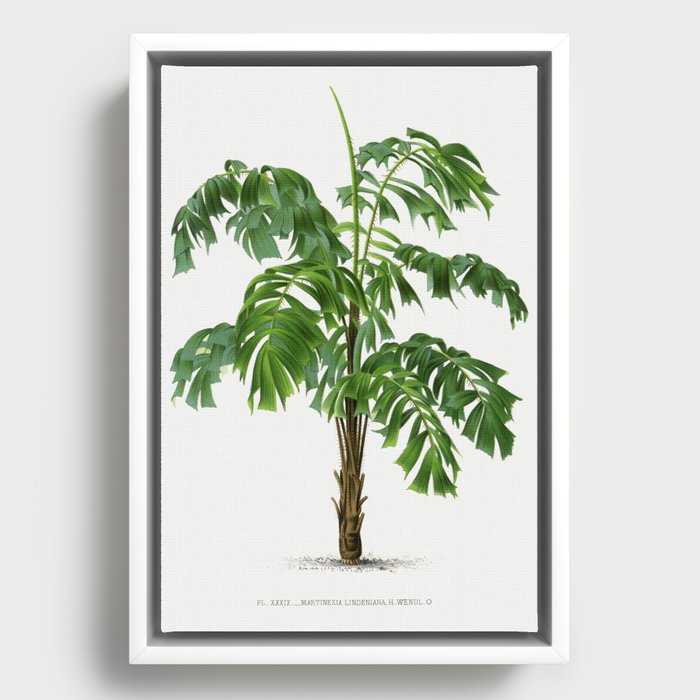 Framed Canvas
