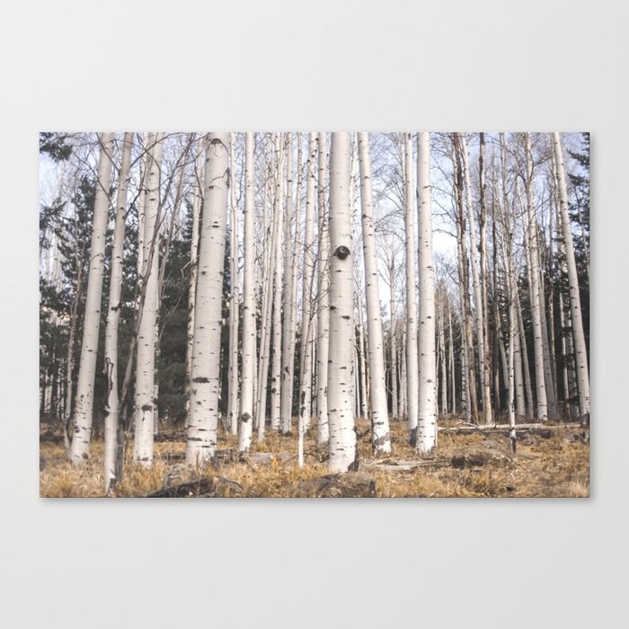 Trees of Reason - Birch Forest Leinwanddruck Trees of Reason - Birch Forest Leinwanddruck