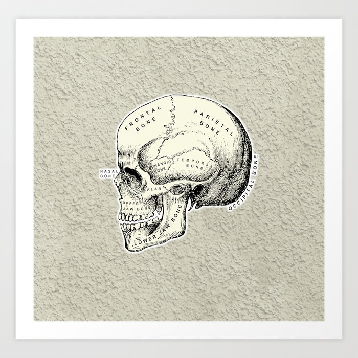 Old School Human Skull with Bones Names. Art Print