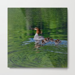 Merganser Duck Family Metal Print | Duck, Nature, Babies, Alaska, Children, Green, Avian, Birds, Ornithology, Reflections 