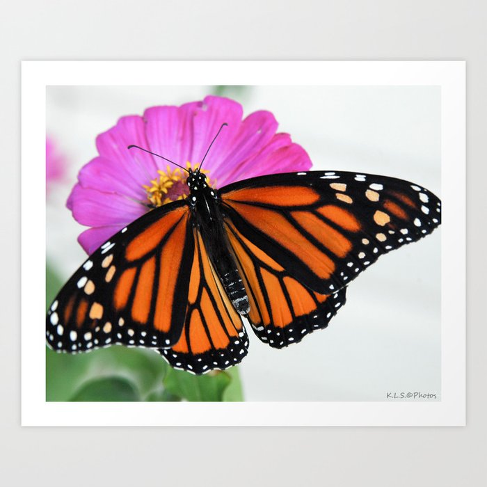 monarch/flower Art Print