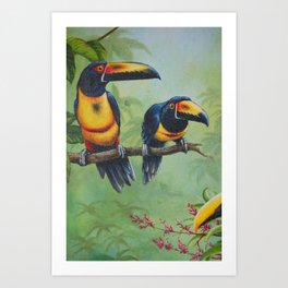 Collared Aracari Art Print