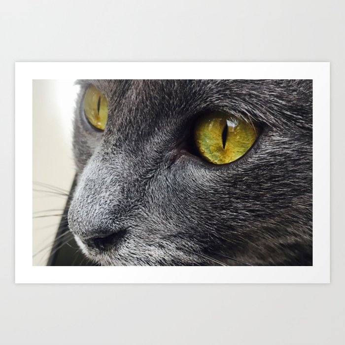 Russian Blue Cat Eyes Art Print