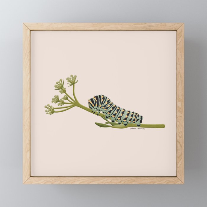 Black Swallowtail Caterpillar Framed Mini Art Print