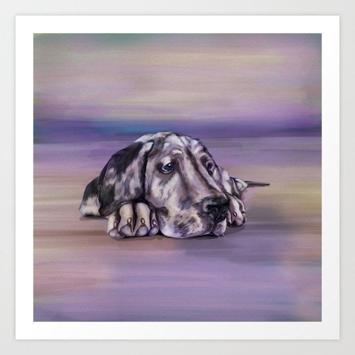 Harlequin great dane puppy shop