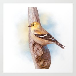 Little Yellow Goldfinch Art Print