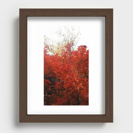 Red maple Recessed Framed Print