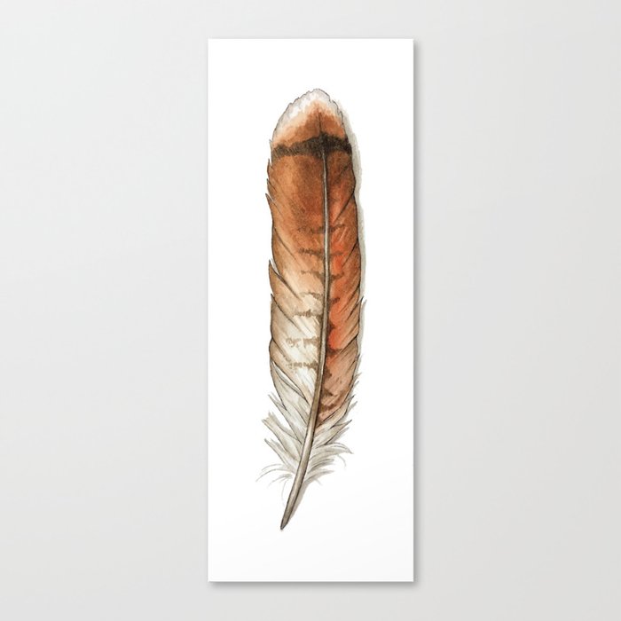 Red Tailed Hawk Feather Canvas Print