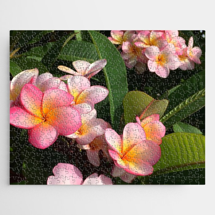 Frangipani Flowers Queensland Australia Jigsaw Puzzle