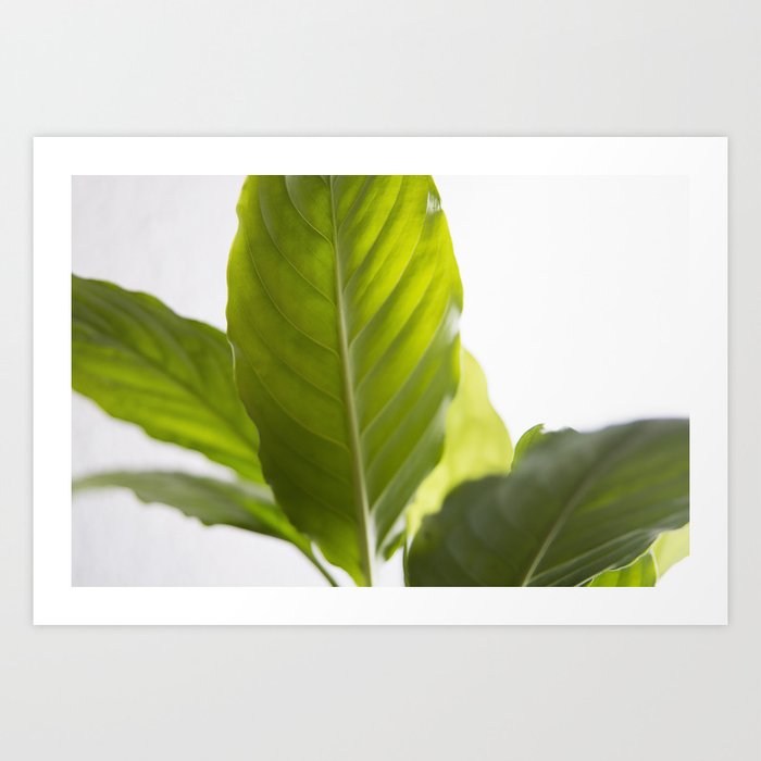 Hojas verdes (1) (green leafs) Art Print