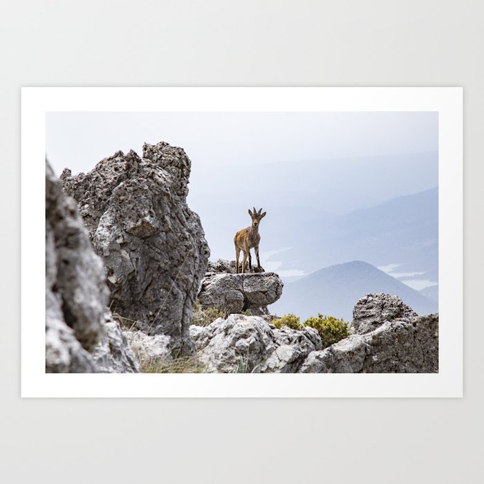 Mountain Goat in Andalucía Art Print