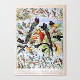 Adolphe Millot - Oiseaux B - French vintage poster Canvas Print