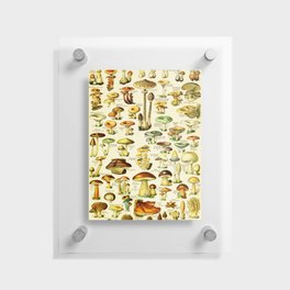 Adolphe Millot "Mushrooms" 3. Floating Acrylic Print