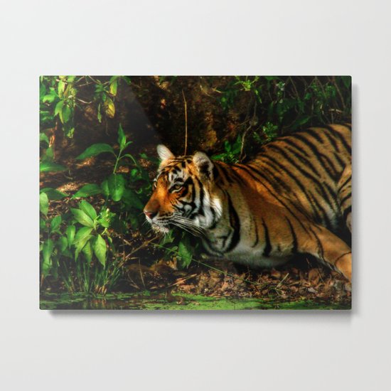 Bengal Beauty Metal Print