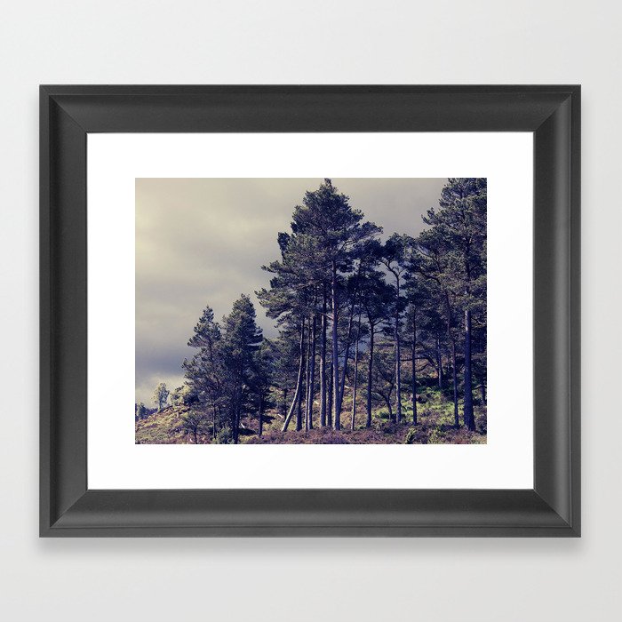 Drama Amongst the Summer Pine Trees in the Scottish Highlands Framed Art Print