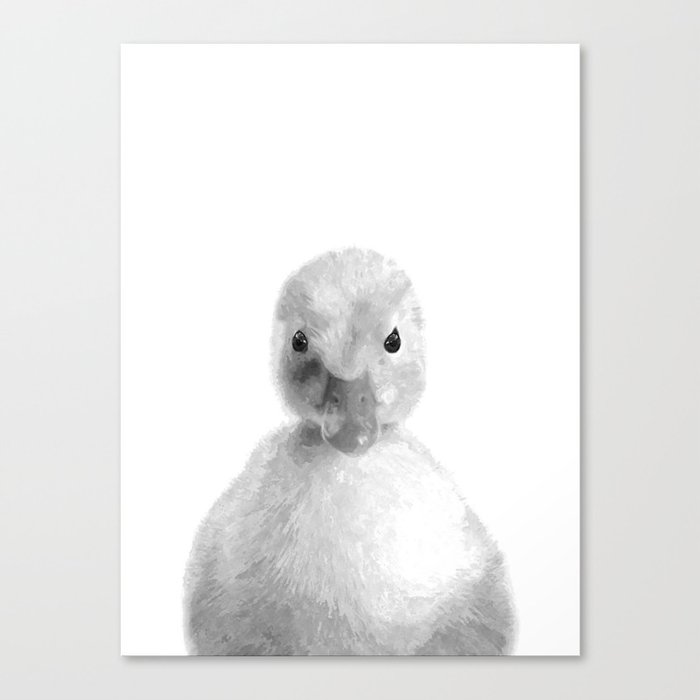 Black and White Duckling Canvas Print