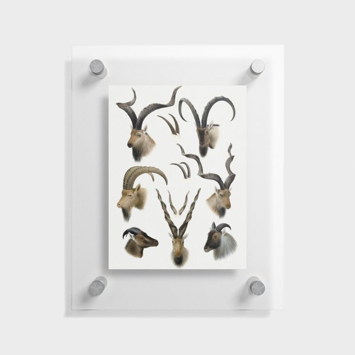 Antique Animal Illustrations by Richard Lydekker Floating Acrylic Print