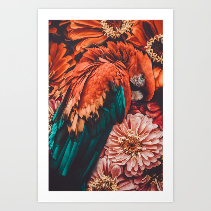 Parrot - Colorful Daisy Flowers - Bird photography Art Print