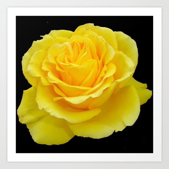 Download 620+ Background Black Rose Flower Gratis Terbaik