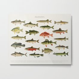 Illustrated North America Game Fish Identification Chart Metal Print | Trout, Salmon, Fishing, Northamerican, Gamefish, Chart, Vintage, Floridakeys, Fish, Poster 