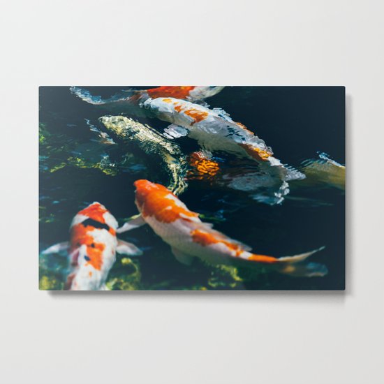 Koi Fish In Water Metal Print