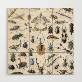 Insects 2 by Adolphe Millot Wood Wall Art