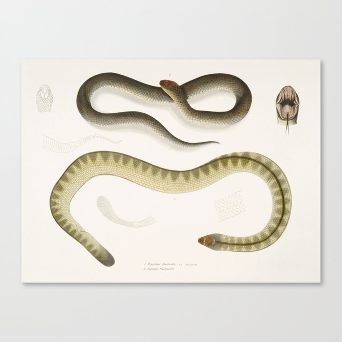 Penang Hypserina & Hardwicke's Short Sea Snake Canvas Print