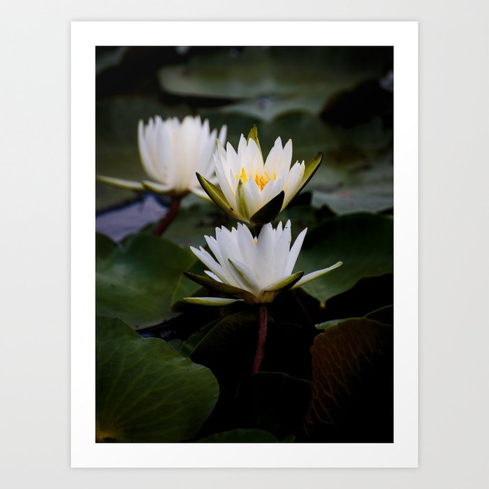 White Lily Flowers In A Pond With Green Lily Pads Art Print By Enshape Society6